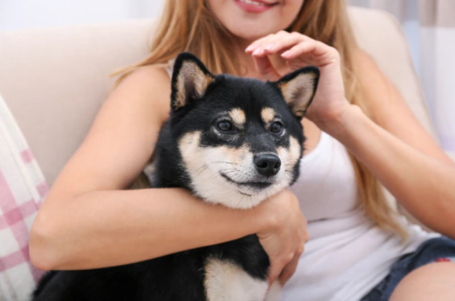Tichý psík do bytu - Shiba inu. 